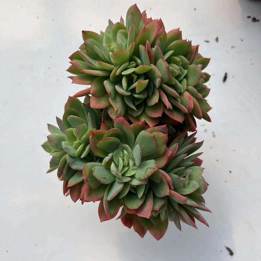 3.99绮罗仙子 15包邮 多肉植物 新手皮实好养好活