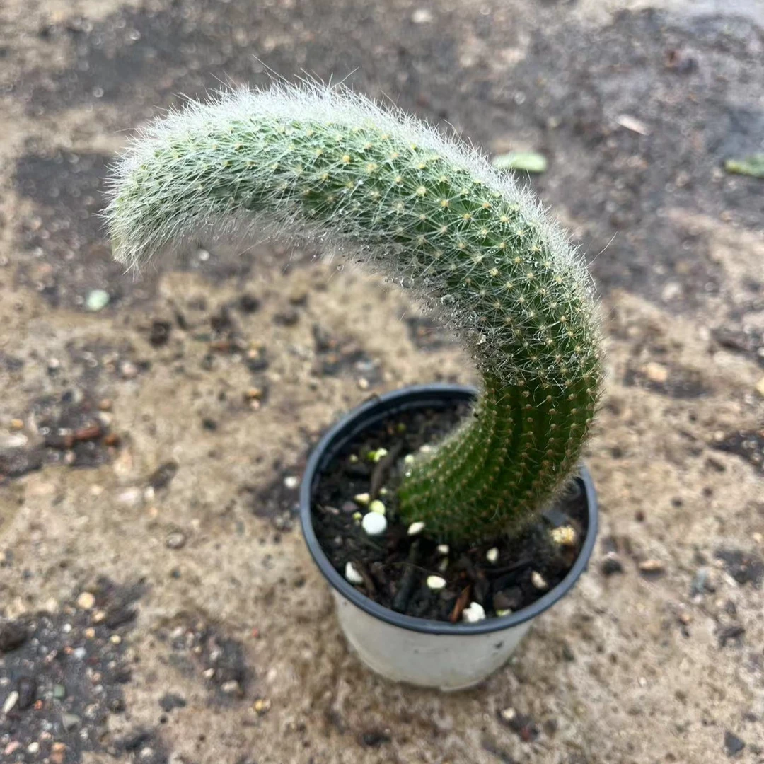 单头白毛九尾狐15包邮 多肉植物 新手皮实好养好活