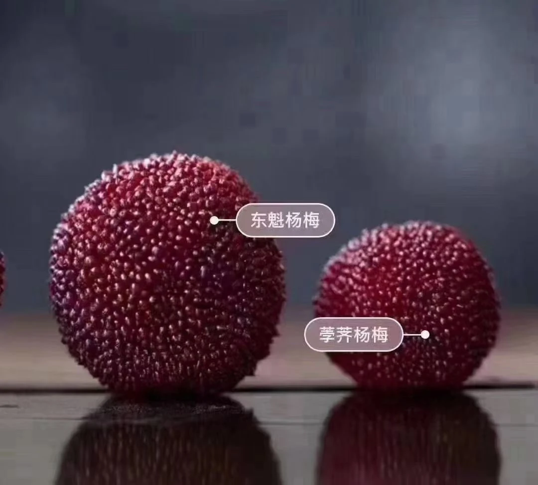 仙居东魁杨梅老少皆宜