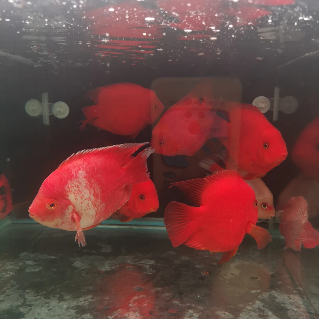 19-21cm红财神鱼