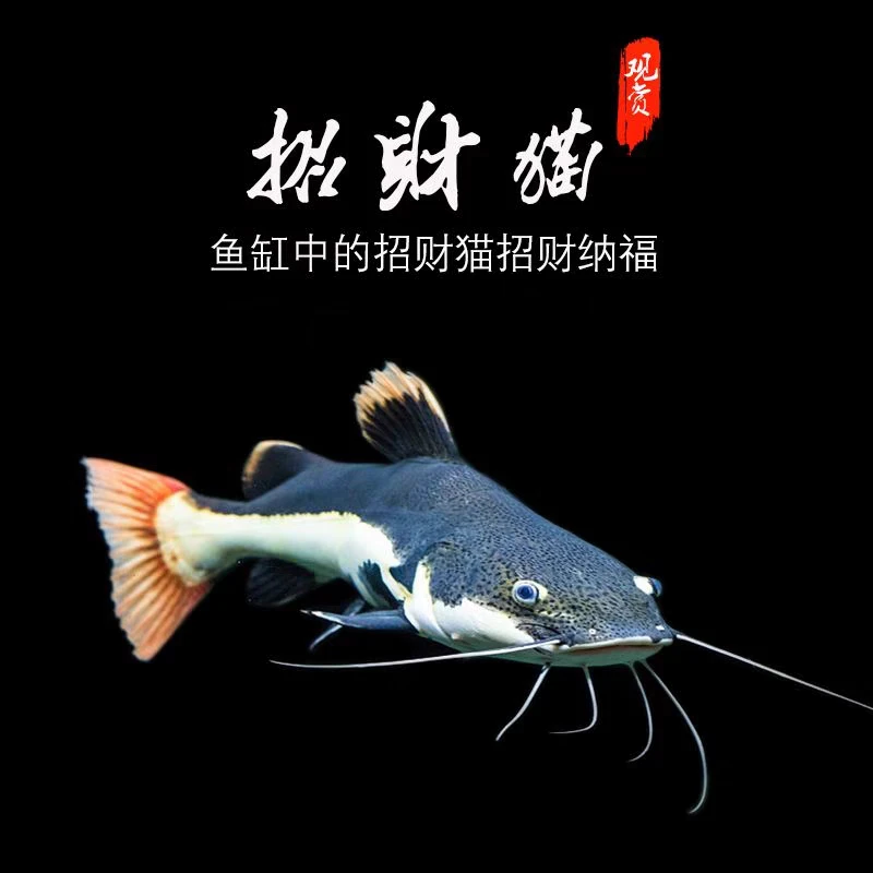 招财猫鱼苗活鱼大型底层鱼猛鱼大猫鱼红尾猫鲶鱼