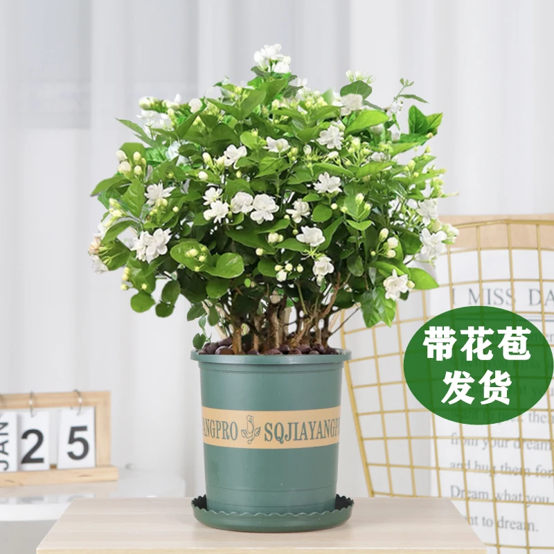 【重瓣茉莉花】带花带花苞室内外绿植四季开花净化空气阳台带香味