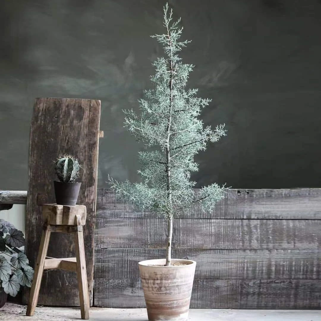 蓝冰柏盆栽大苗 庭院常绿乔木 松柏树 耐寒耐热花镜观赏蓝色植物