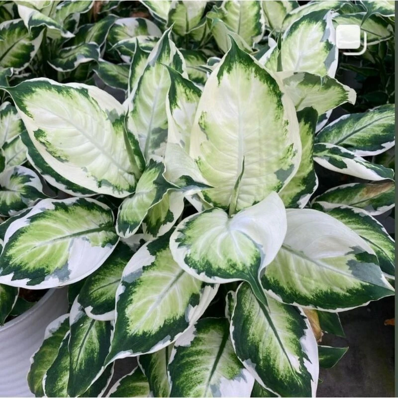 冰美人月光万年青盆栽室内阳台观叶绿植新品种高颜值耐看型植物生