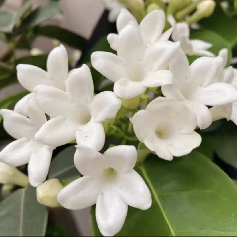 马达加斯加茉莉新娘花盆栽蔓藤花卉爬藤盆栽芳香好养花卉盆栽植物