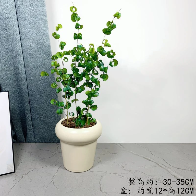 卷叶榕盆栽卷福榕日系室内阳台好养护四季常绿北欧风奇异趣味绿植