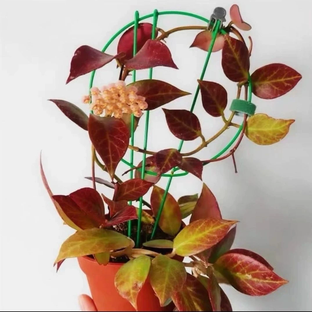 苏奈球兰盆栽秋冬季叶子易变红垂吊绿植盆栽阳台客厅植物好养变色