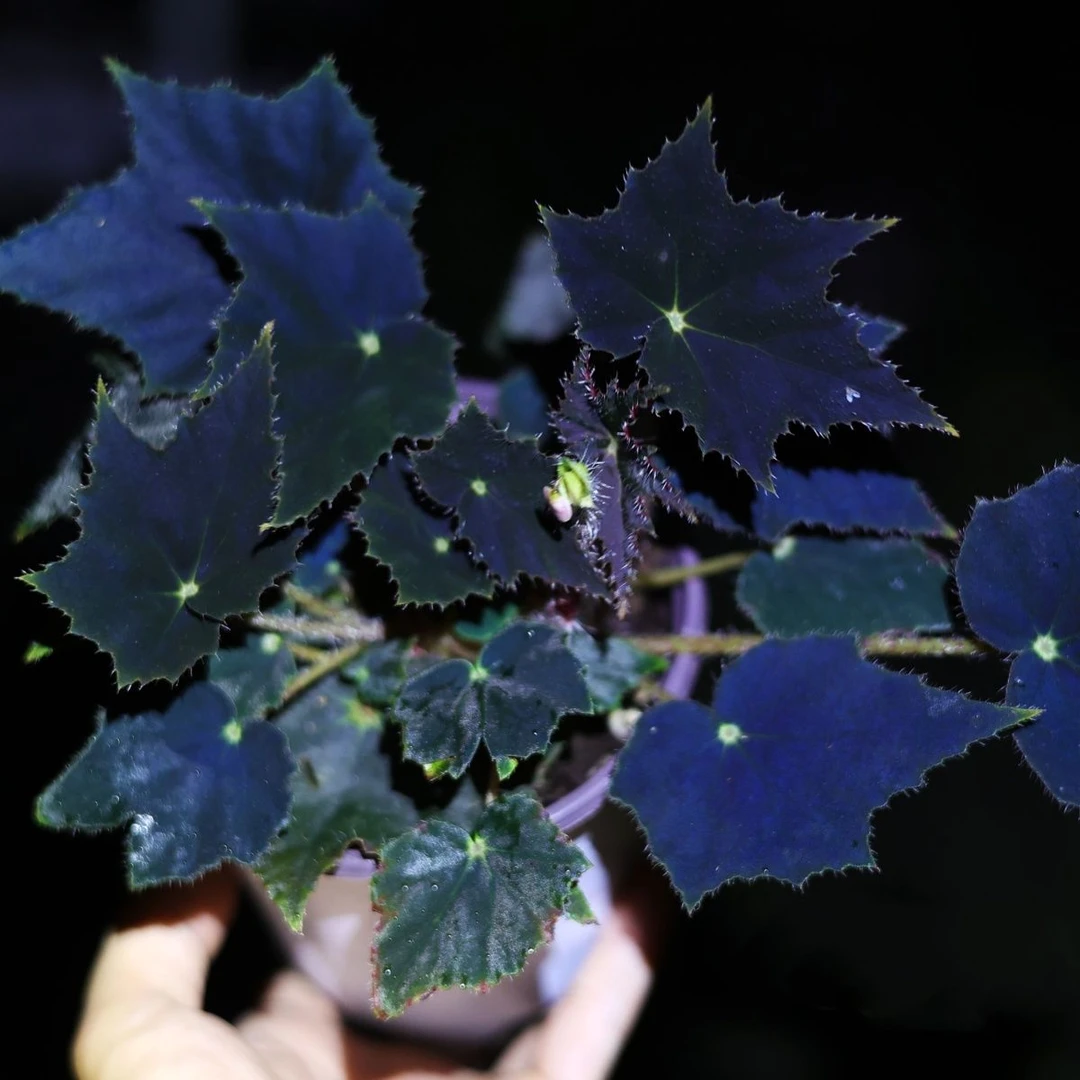 观叶海棠植物稀少品种 黑天鹅秋海棠 网红盆栽夜间叶片泛蓝光耐阴