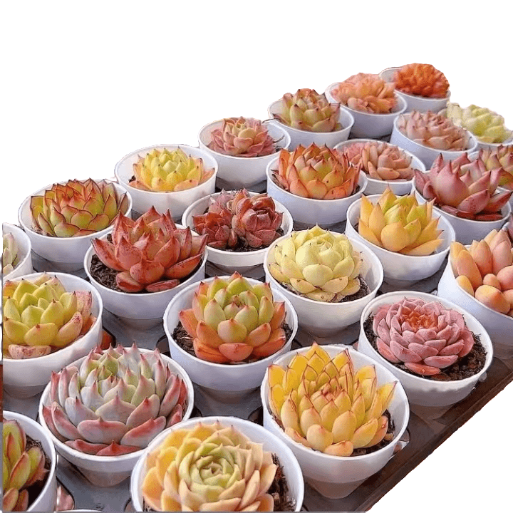 精品多肉植物  组合  好看好养