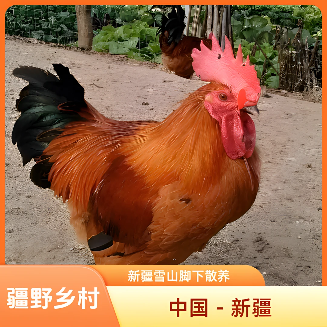 新疆包邮雪山脚下正宗农村大公鸡2只现宰真空速冻锁鲜