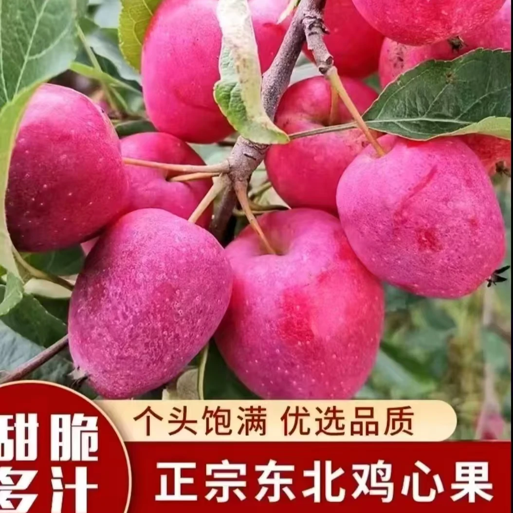 【买三送二】正宗东北特产鸡心果海棠果新鲜应季水果现摘现发Y