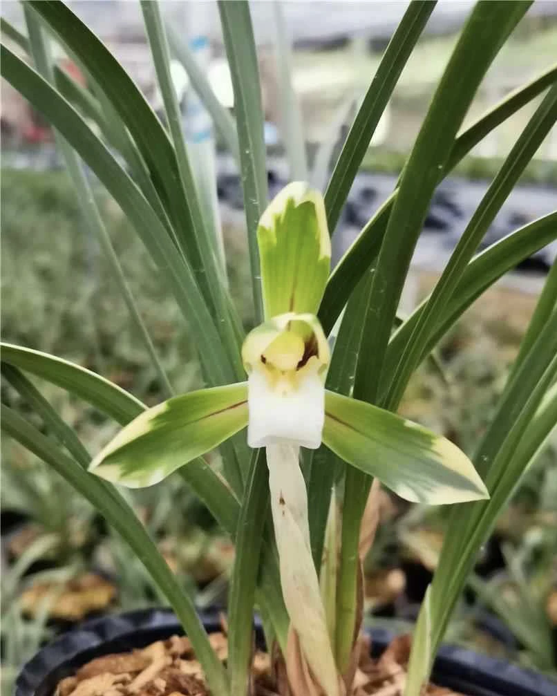 春兰 雪山天草 花艺双全浓香