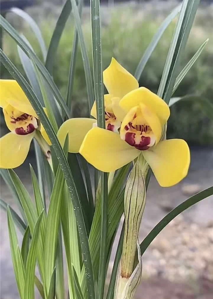 春兰名品色花 黄荷