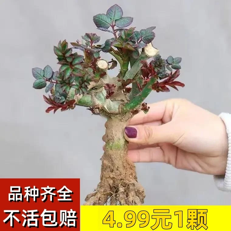 （4.99元1颗）玫瑰花老桩盆栽花卉植物室内四季开花玫瑰老桩好养活