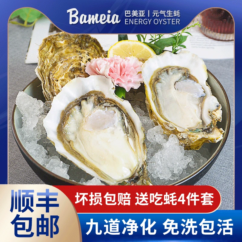 bameia/巴美亚【家庭实惠装】精品刺身生蚝九道净化免洗赤美生蚝