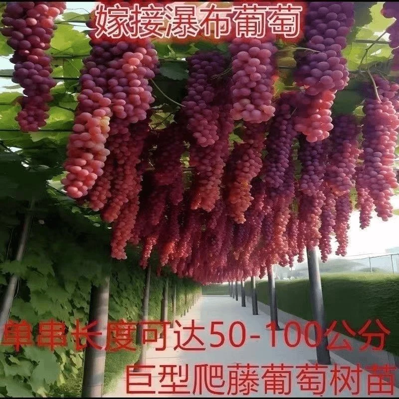 爬藤王巨型葡萄树无籽超甜大果正品树苗盆栽地栽庭院阳台耐寒四季