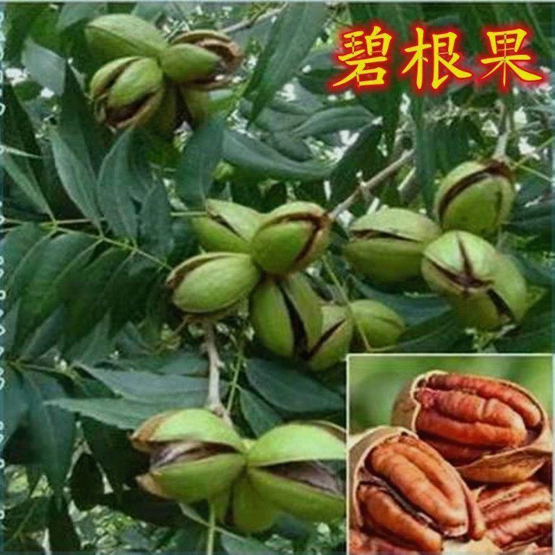 核桃树苗美国碧根果树嫁接苗长寿果当年结果南方北方种植盆栽地栽