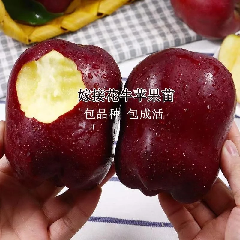 甘肃天水花牛苹果树苗嫁接美国蛇果粉面苹果苗地栽庭院种植果树苗