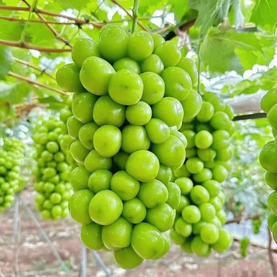 阳光玫瑰葡萄苖树南方种植爬藤巨峰当年结果庭院嫁接无子葡萄树苖