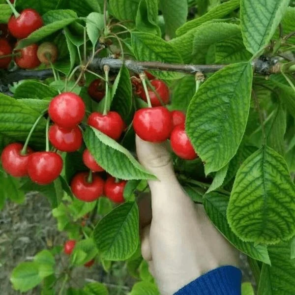 拉宾斯大樱桃树樱桃苗南北方地栽果树盆栽嫁接车厘子树苗当年结果