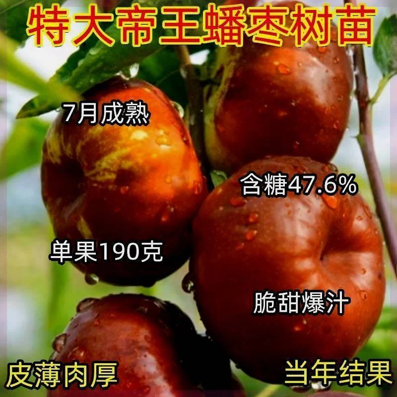 正宗早熟蟠枣树苗新品种枣树苗嫁接大耐寒盆栽地栽南北种植当年