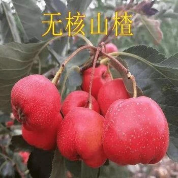 新品种无籽山楂嫁接苗超甜大果山楂树苗南北方种植当年结果山楂苗