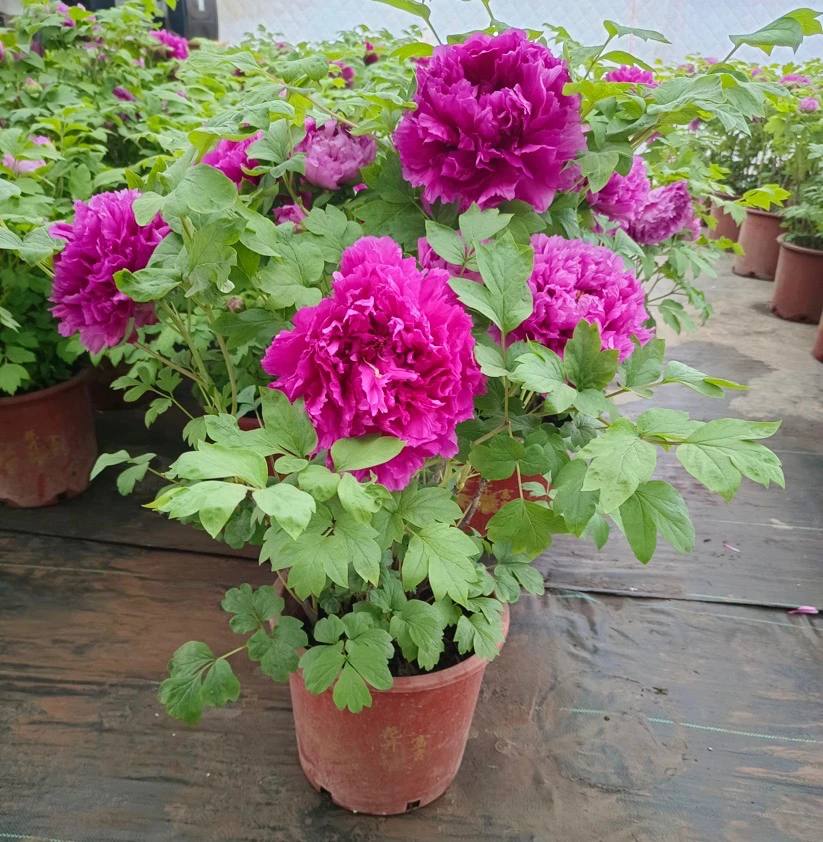 洛阳红(年宵花)基地直发春节赏花礼盒精装