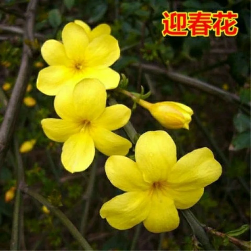 耐寒迎春花树苗庭院盆栽攀援爬藤垂吊花苗报春花植物四季常青