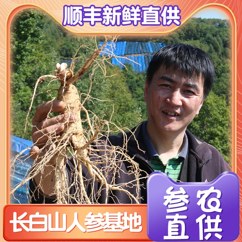 长白山产地新鲜现挖鲜西洋参花旗参适合泡水炖汤泡酒