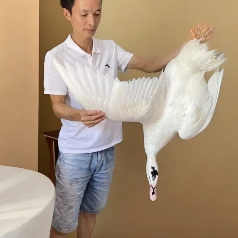 江西赣州农村散养土鸭白鸭肉鸭新鲜土鸭肉小溪放养谷物喂养顺丰