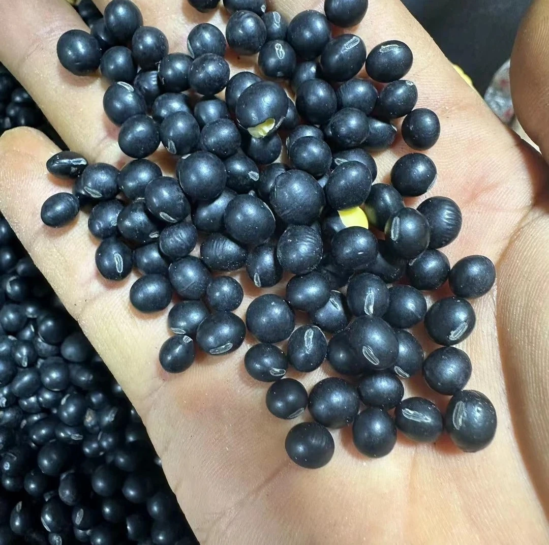 【黑豆】黑皮绿芯  滇云农家好物