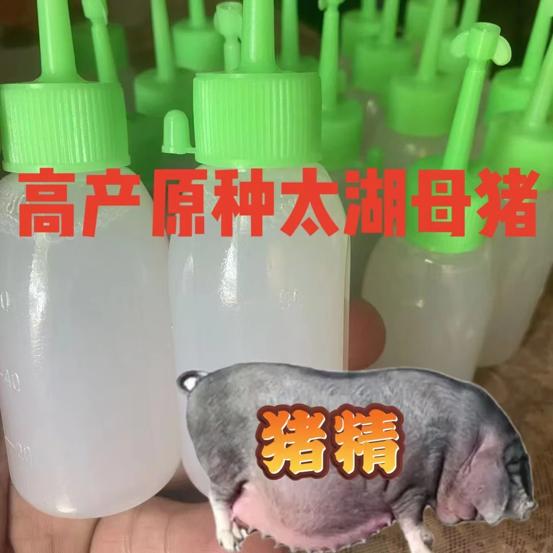 原种高产太湖 猪精 一代正宗梅山太湖母猪幼崽二花脸代孕太湖母猪