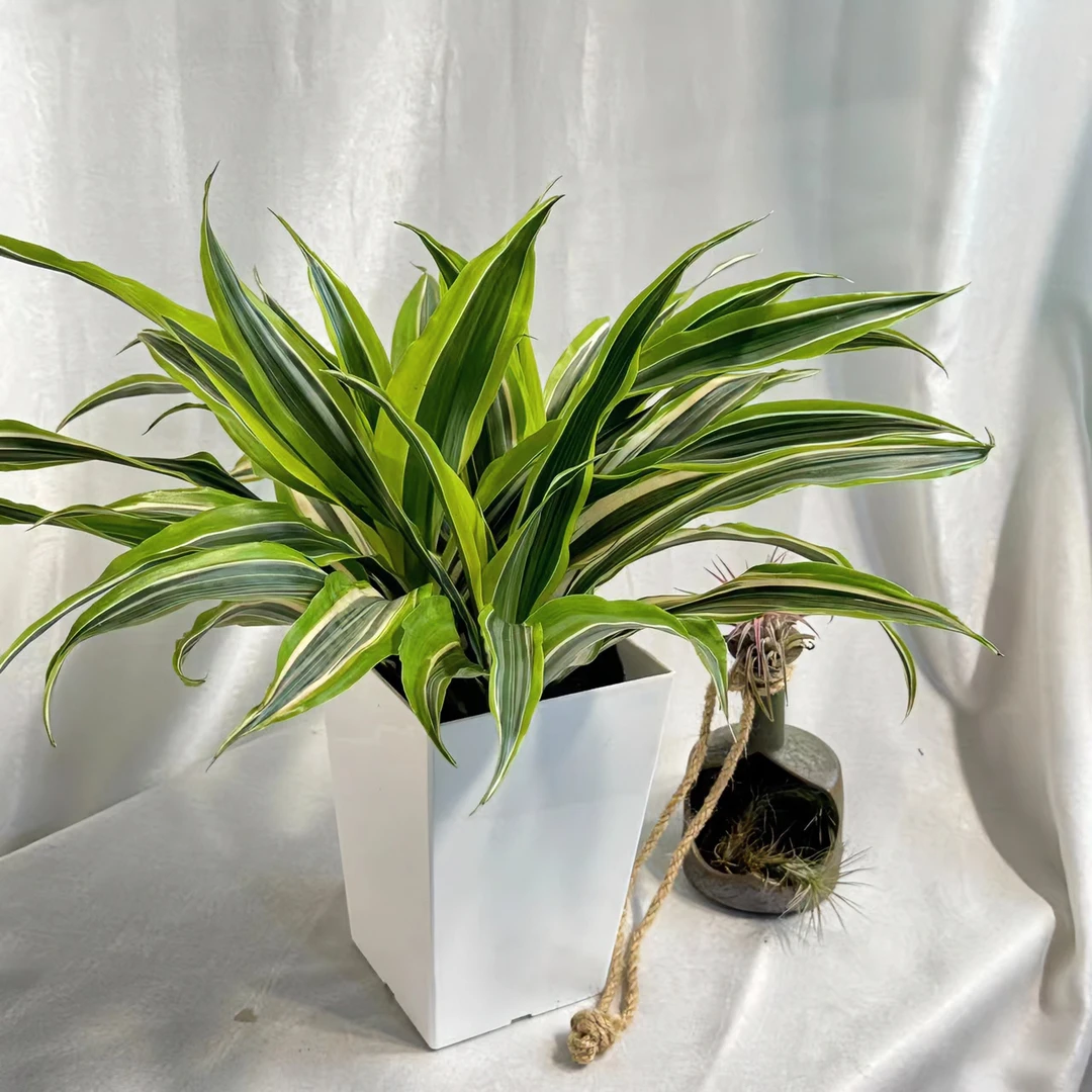 巴西美人铁树盆栽金边龙血树室内阳台四季常青花卉观叶绿植螺纹铁