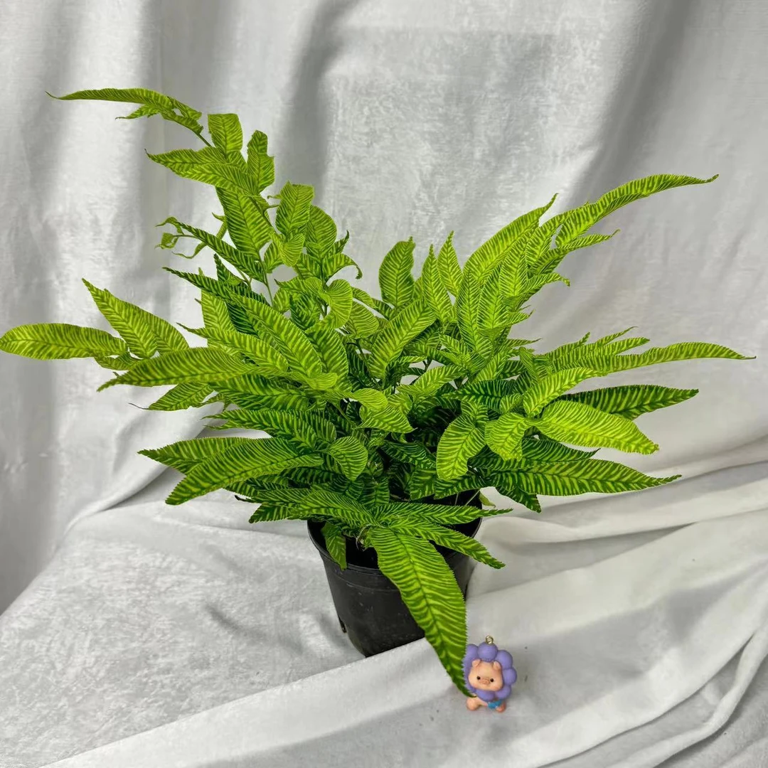 黄金斑马蕨金叶斑马蕨室内绿植耐阴耐水水培阳台桌面多年生小盆栽