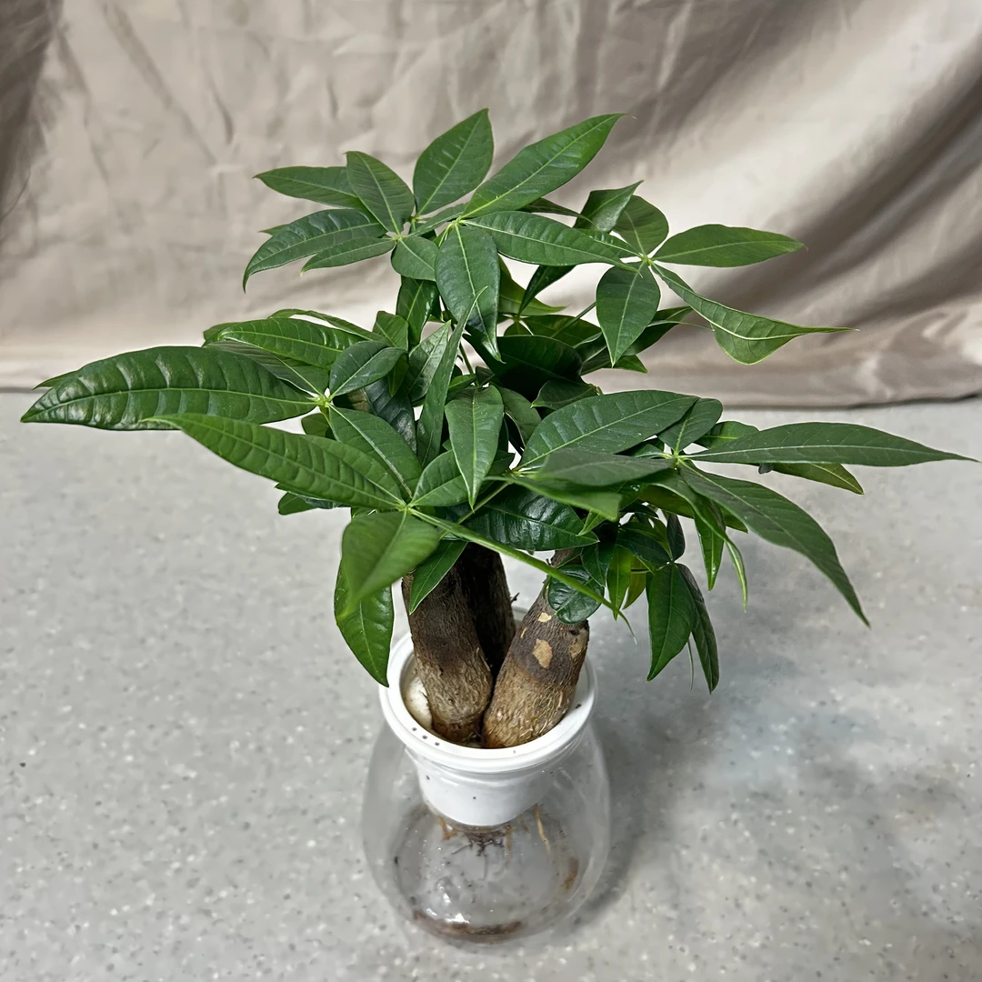 发财树小盆栽摆件办公室绿植花卉水培植物耐阴植物懒人