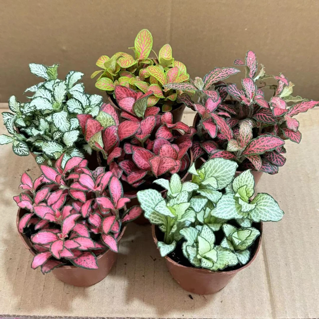网纹草迷你盆栽微景观叶植物雨林水陆缸生态缸鱼缸造景小绿植配材