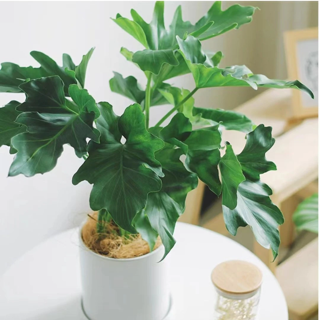 春芋龙鳞春羽小型植物客厅办公室绿植净化空气根系春雨北欧植物