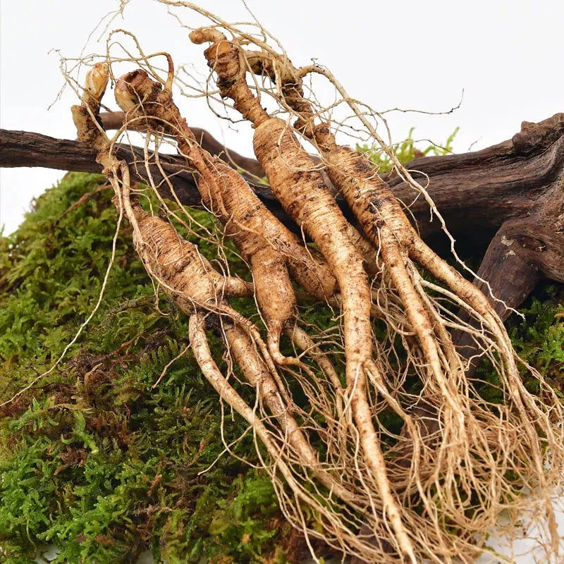 【本帅严选】长白山小林下参新鲜先挖实惠自然生长顺丰包邮送种子