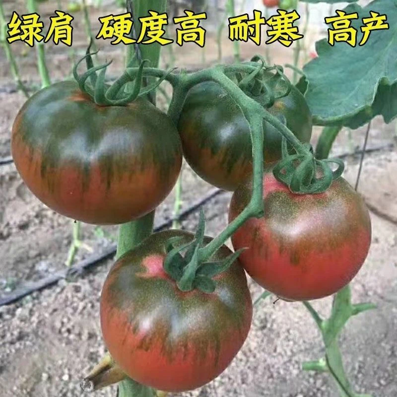东北铁皮柿子种籽苗丹东草莓西红柿种孑水果番茄种子脆甜春季四季