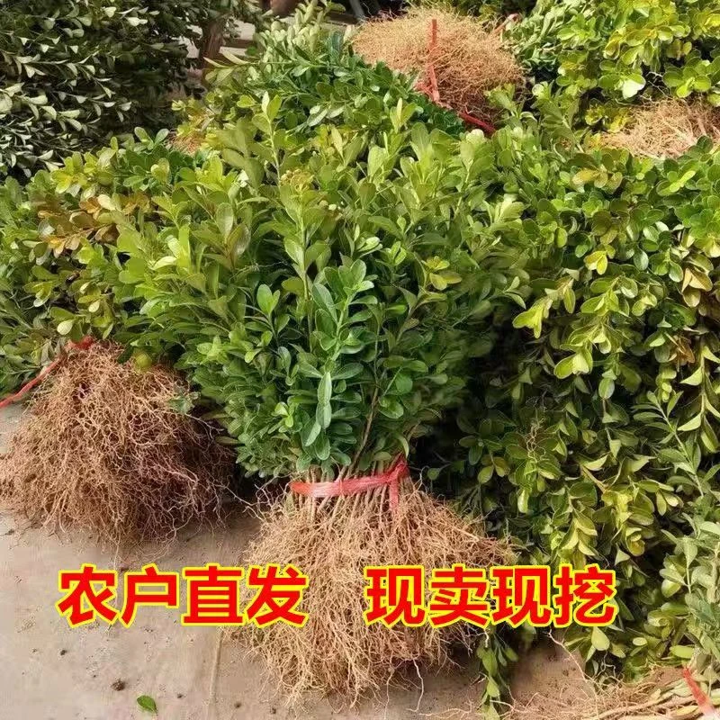 小叶黄杨瓜子黄杨室内老桩南方庭院耐寒常绿室外四季长青不落叶