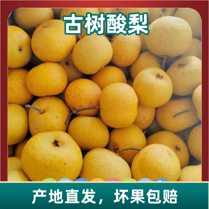 梨酷德勒助力家乡百年古树酸梨酸甜多汁皮薄肉细酸爽多汁熬梨汤