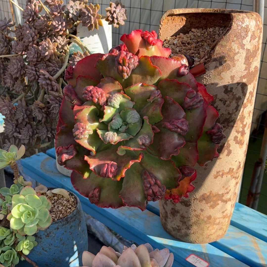 包菜杂裸肉快递一物一拍