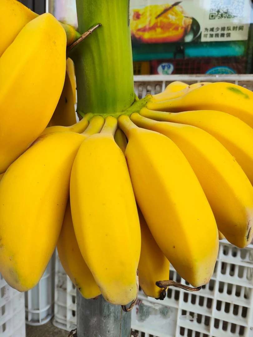 【苹果芭蕉】树熟软糯香甜皮薄小胖子约500g