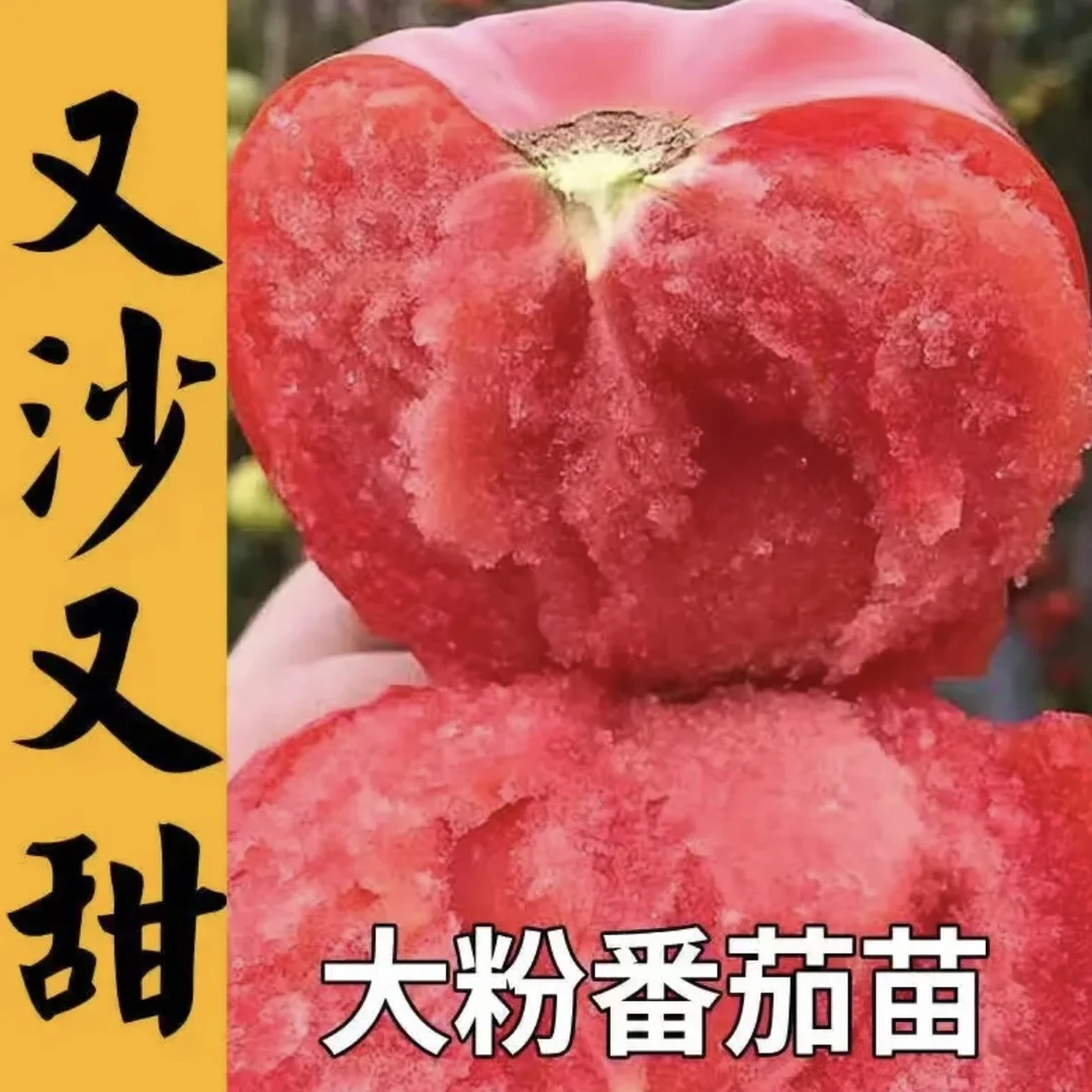 寿光厂家源头直发地栽盆栽【福利品】抗死颗高产毛粉番茄番茄秧苗1