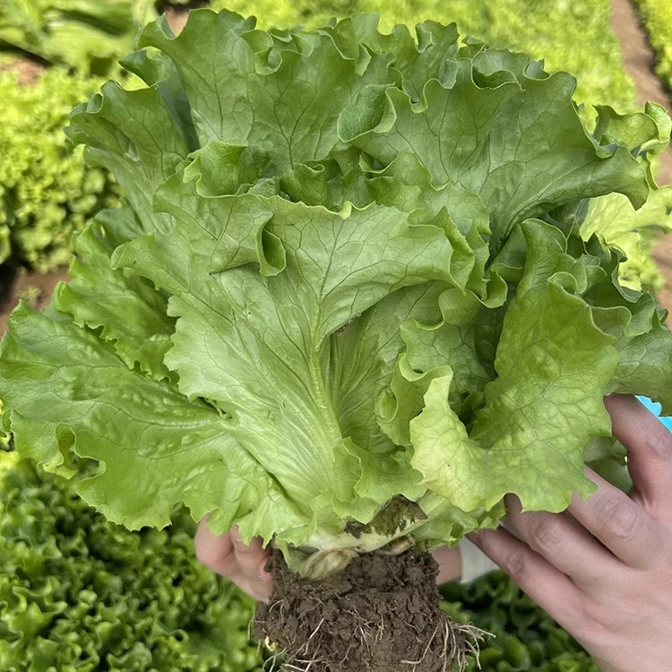 （拍3发4）大速生生菜种子四季阳台盆栽庭院散叶生菜蔬菜种籽孑