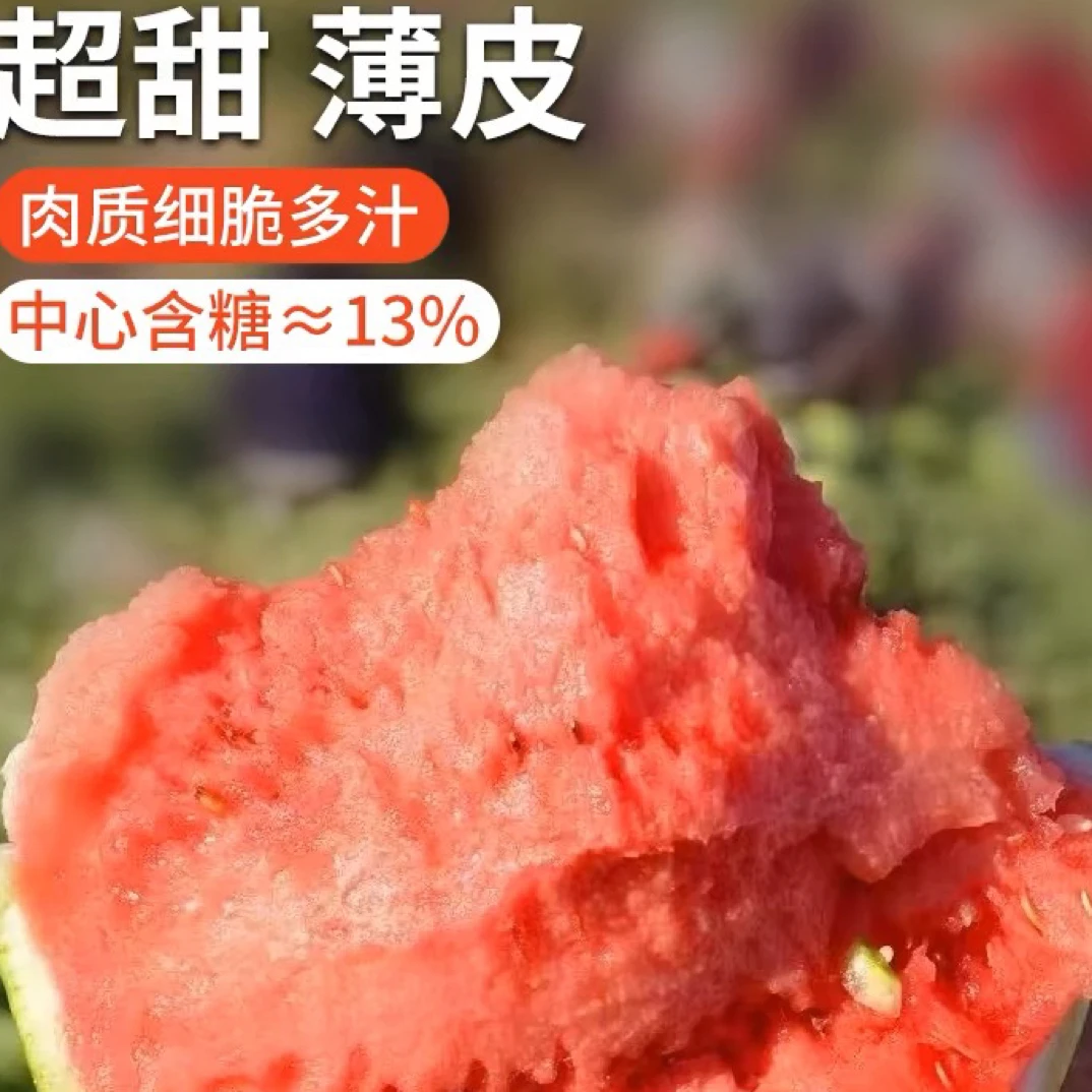 （拍3发4）麒麟懒汉西瓜种子8424甜王四季水果盆栽西瓜种籽孑苗