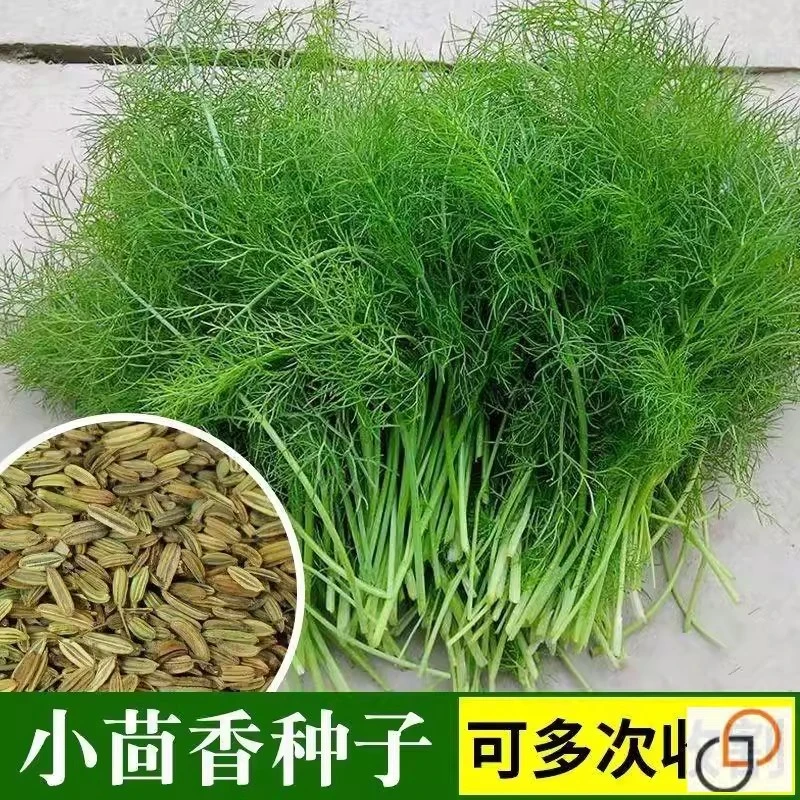 （拍3发4）茴香种子多茬采收小叶茴香种籽四季播种佐料种子