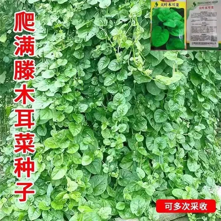 （拍3发4）大叶木耳菜种籽高产肉厚四季蔬菜盆栽豆腐摩尔菜种子
