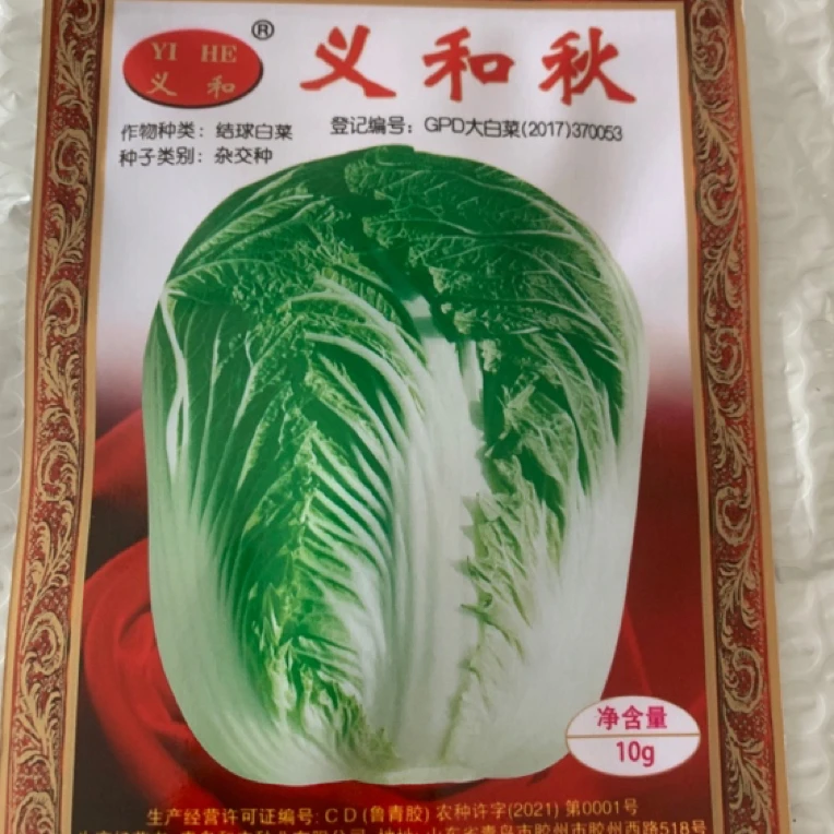义和秋大白菜种子正宗胶州大白菜秋季冬储白菜高产抗病口感好耐寒