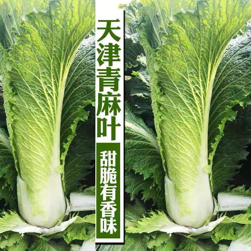 (拍3发4)绿青口大白菜种子青麻叶秋天高产秋季菜籽四季冬季蔬菜孑